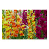 Snapdragons farbenfrohe Blüte Poster (Vorderseite)