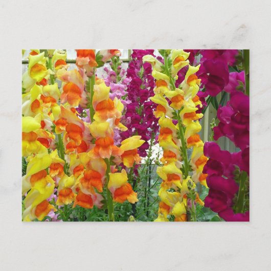Snapdragons farbenfrohe Blüte Postkarte (Vorderseite)
