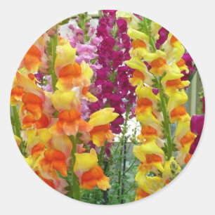 Snapdragons farbenfrohe Blüte Runder Aufkleber