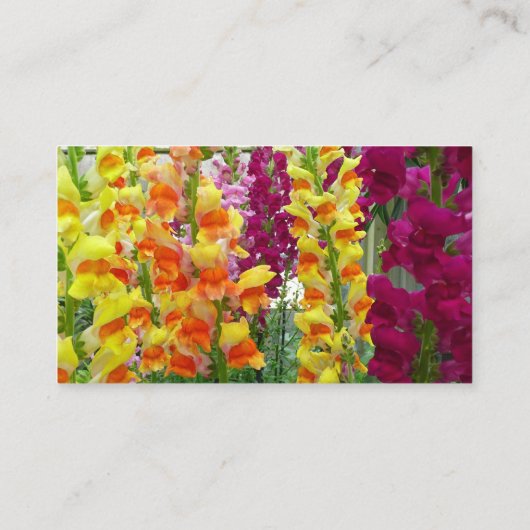 Snapdragons farbenfrohe Blüte Visitenkarte (Rückseite)