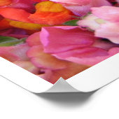 Snapdragons Poster (Ecke)