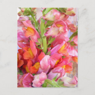 Snapdragons Postkarte