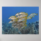 Snapper School Poster (Vorne)