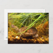 Snapping Turtle (New York) Postkarte (Vorne/Hinten)