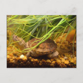 Snapping Turtle (New York) Postkarte (Vorderseite)