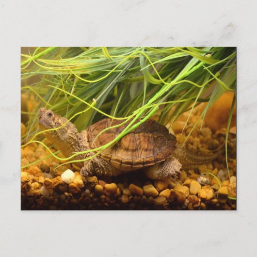 Snapping Turtle (New York) Postkarte (Vorderseite)