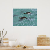 Snares Pinguine Schwimmen Poster (Küche)