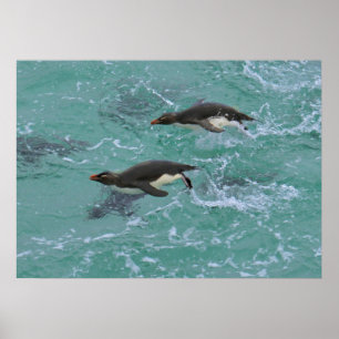 Snares Pinguine Schwimmen Poster