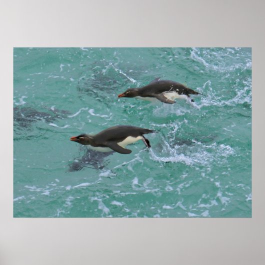 Snares Pinguine Schwimmen Poster (Vorne)