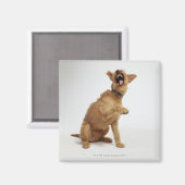 Snarling Dog Magnet (Vorderseite/Rückseite)