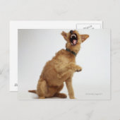 Snarling Dog Postkarte (Vorne/Hinten)