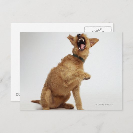 Snarling Dog Postkarte (Vorne/Hinten)