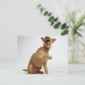 Snarling Dog Postkarte (Stehend Vorderseite)