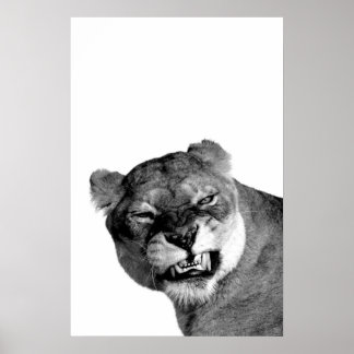 Snarling Lioness Portrait Poster