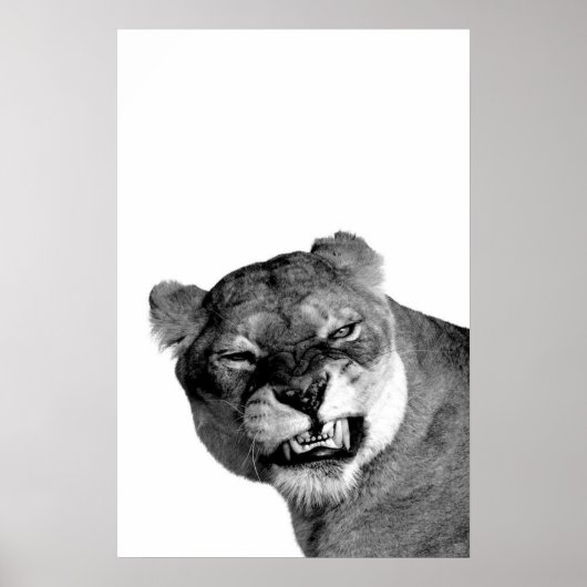 Snarling Lioness Portrait Poster (Vorne)