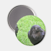 Sneaky Crows Magnet (Vorderseite/Rückseite)
