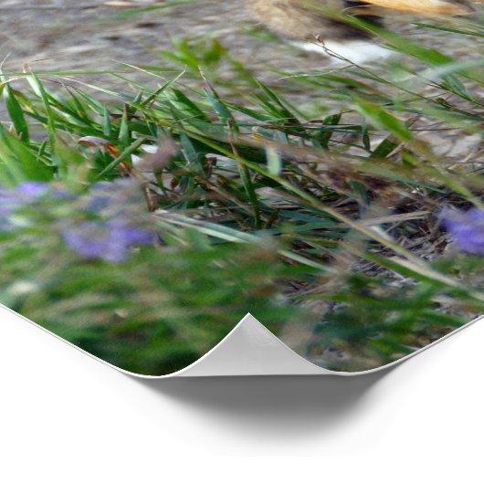 Sneaky Red Fox Poster (Ecke)