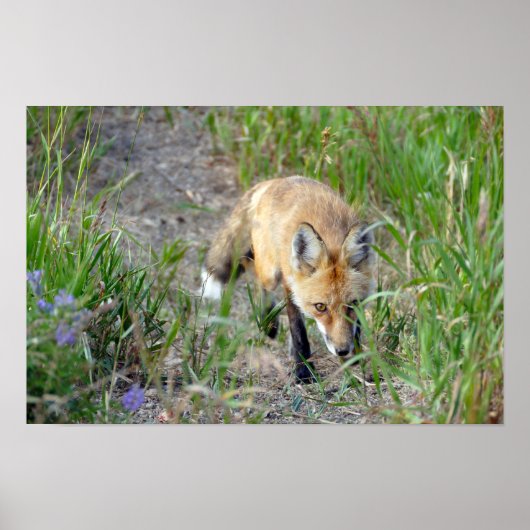 Sneaky Red Fox Poster (Vorne)