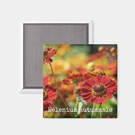 Sneezeweed Botanical Magnet (Vorderseite/Rückseite)