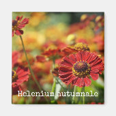 Sneezeweed Botanical Magnet (Vorne)