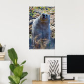 Sniffing Kermode (Spirit) Bären Wildlife Scene Poster (Heimbüro)