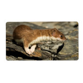 Sniffing Weasel (Vorne)