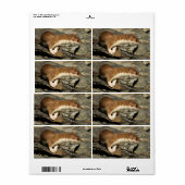 Sniffing Weasel (Vorne)