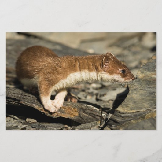 Sniffing Weasel Briefpapier (Vorderseite)