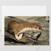 Sniffing Weasel Briefpapier (Vorne/Hinten)