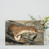 Sniffing Weasel Briefpapier (Stehend Vorderseite)