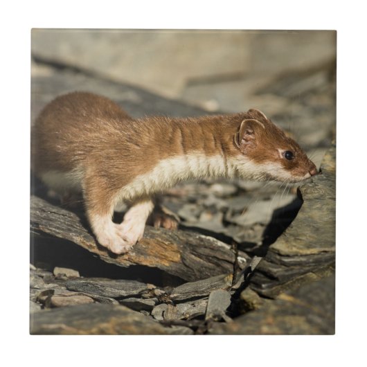 Sniffing Weasel Fliese (Vorderseite)