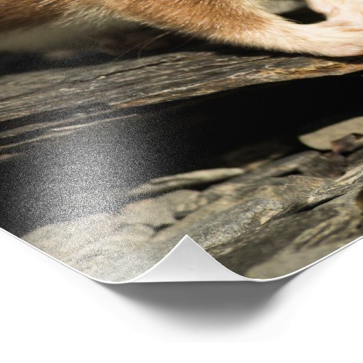 Sniffing Weasel Fotodruck (Ecke)