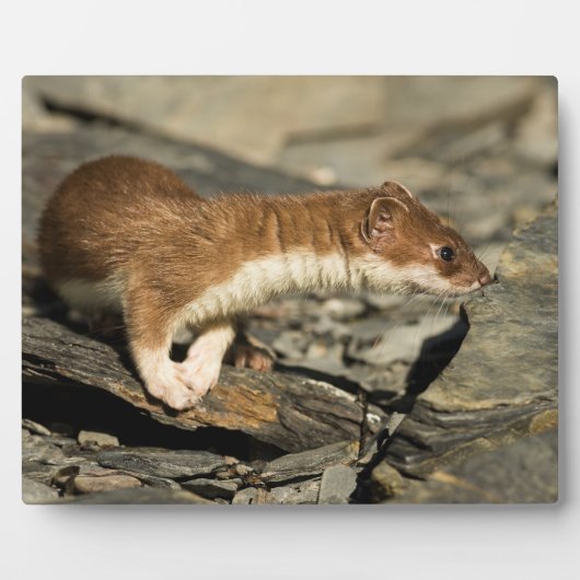 Sniffing Weasel Fotoplatte (Vorderseite)