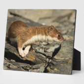 Sniffing Weasel Fotoplatte (Seite)