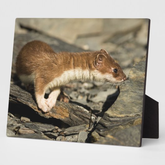 Sniffing Weasel Fotoplatte (Seite)