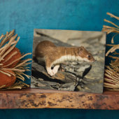 Sniffing Weasel Fotoplatte (Seite)