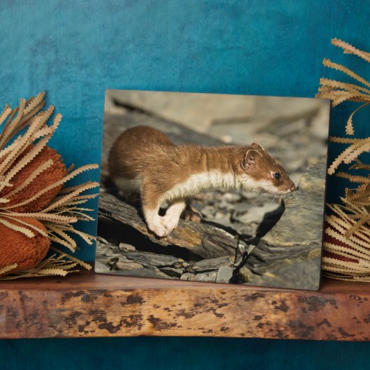 Sniffing Weasel Fotoplatte (Seite)