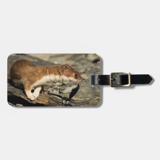 Sniffing Weasel Gepäckanhänger (Vorderseite horizontal)