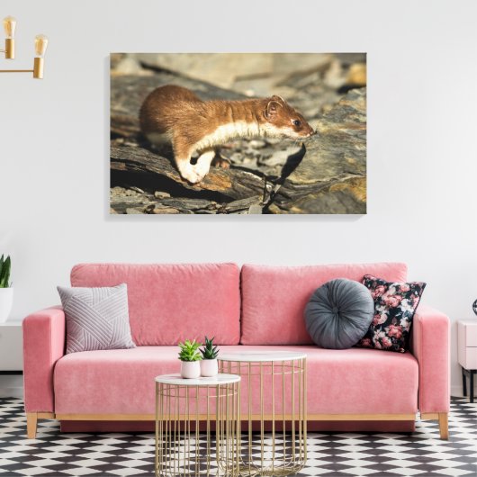 Sniffing Weasel Leinwanddruck (Insitu (Wohnzimmer))