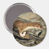 Sniffing Weasel Magnet (Vorderseite/Rückseite)
