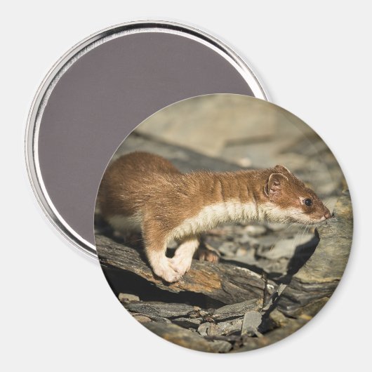 Sniffing Weasel Magnet (Vorderseite/Rückseite)
