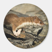 Sniffing Weasel Magnet (Vorne)