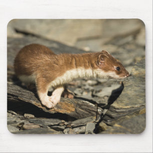 Sniffing Weasel Mousepad