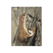 Sniffing Weasel Notizblock (Rotiert)