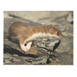 Sniffing Weasel Notizblock