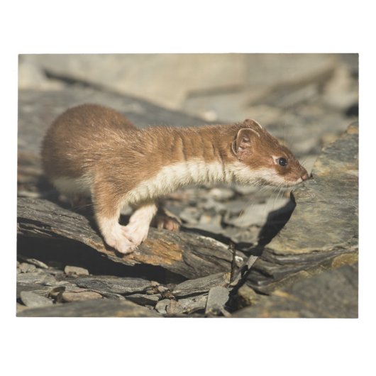 Sniffing Weasel Notizblock (Vorderseite)