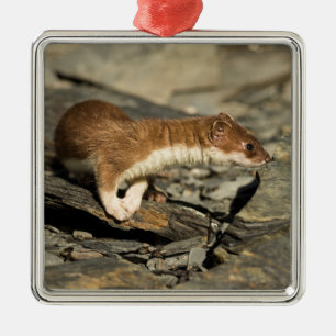 Sniffing Weasel Ornament Aus Metall