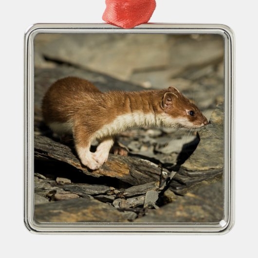 Sniffing Weasel Ornament Aus Metall (Vorne)