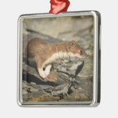Sniffing Weasel Ornament Aus Metall (Links)