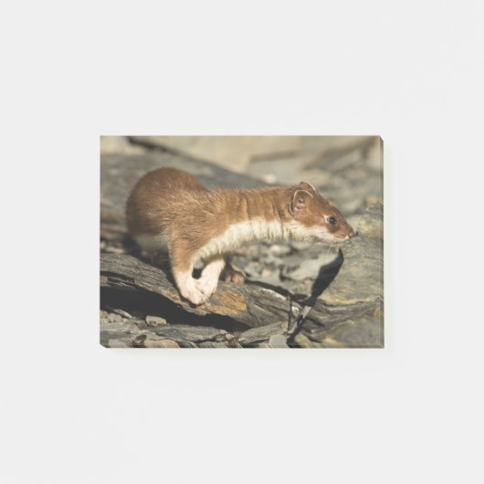 Sniffing Weasel Post-it Klebezettel (Vorderseite)